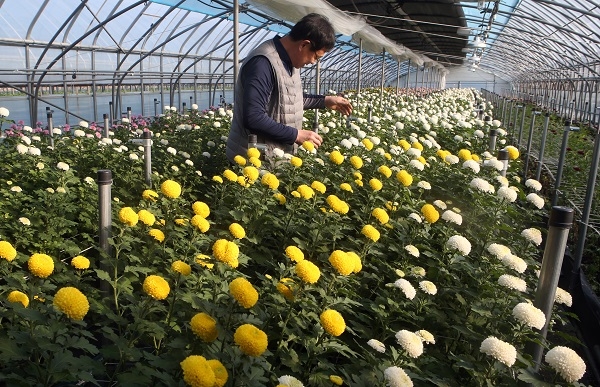 하훼농가 (사진=연합뉴스)