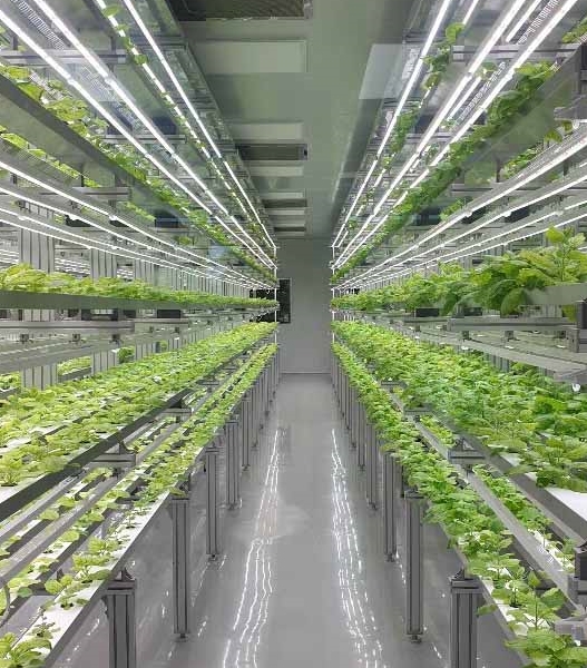 담배과 식물 일종인 니코티아나 벤타미아나를 재배하는 바이오앱의 밀폐형 식물공장 내부 (사진=한미사이언스)