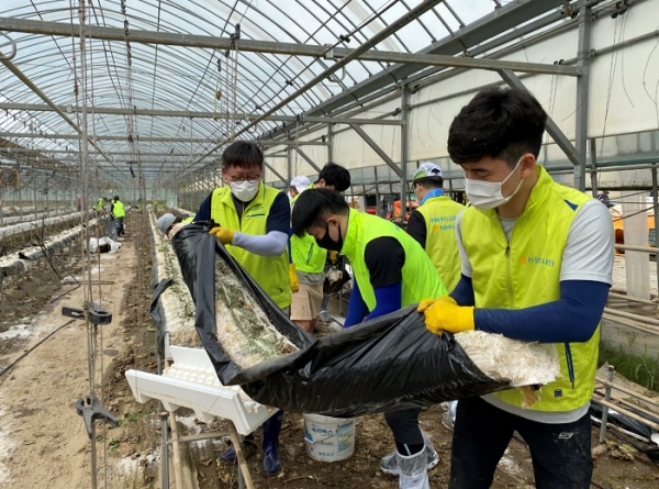 NH농협은행 임직원들이 경기 연천군 군남면 침수 비닐하우스에서 폐기물을 제거하고 있다. (사진=NH농협은행)