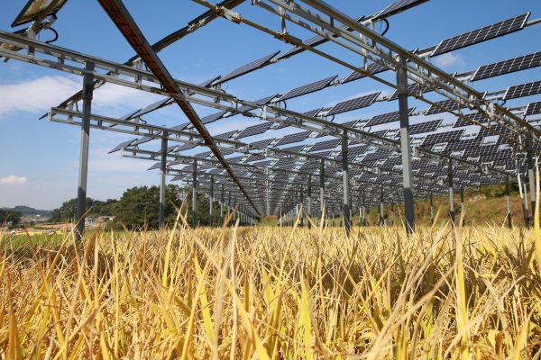 영농형 태양광 시범단지에서 벼가 익어가고 있다. (사진=한화큐셀)