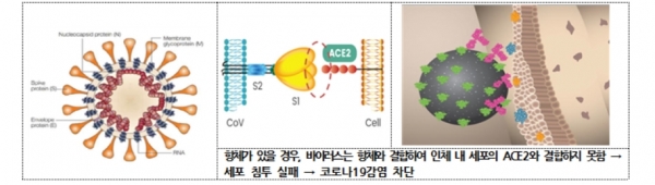 셀트리온의 코로나19 항체치료제 렉키로나주 치료 원리 (도식=셀트리온)<br>