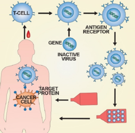 T세포 치료제 제조 투여 과정 (사진=식품의약품안전처)
