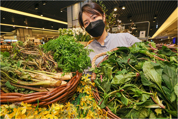 19일 서울 강남구 삼성동 현대백화점 무역센터점 지하 1층 식품관에서 직원이 울릉도 봄나물을 보여주고 있다. (사진=현대백화점) 