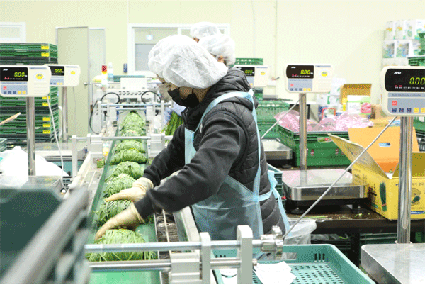 경북 청도군 CJ프레시웨이 동부권 패킹스토리지센터에서 직원들이 농산물을 포장하고 있다. (사진=CJ프레시웨이) 