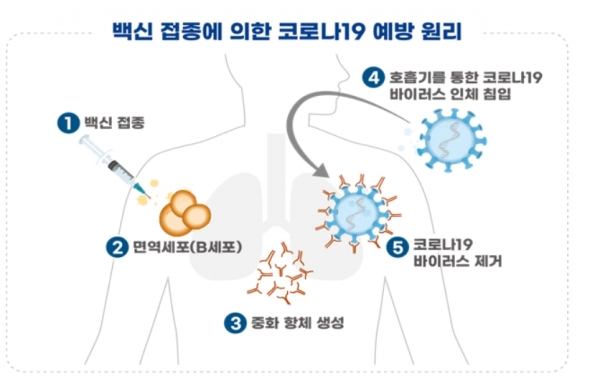 백신 접종에 의한 코로나19 예방원리 (도식=식품의약품안전처)<br>