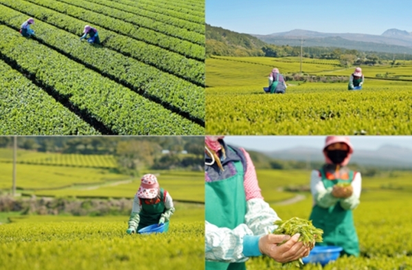 1일 제주 서귀포시 도순동 오설록농장 돌송이차밭에서 주민들이 해차 새순을 따고 있다. (사진=오설록)