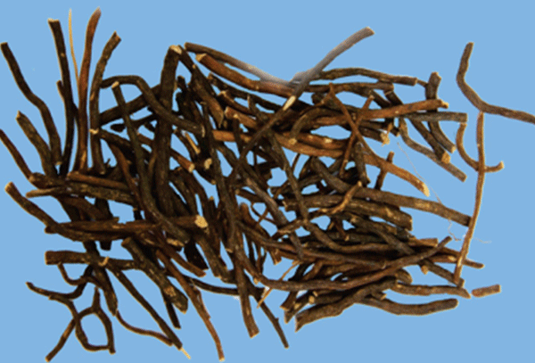 위령선 뿌리  (사진=식품의약품안전처)