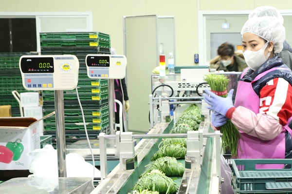 경북 청도 동부권 농산물 패킹스토리지 센터에서 직원들이 계약재배한 농산물을 상품화해 출하하고 있다. (사진=CJ프레시웨이)