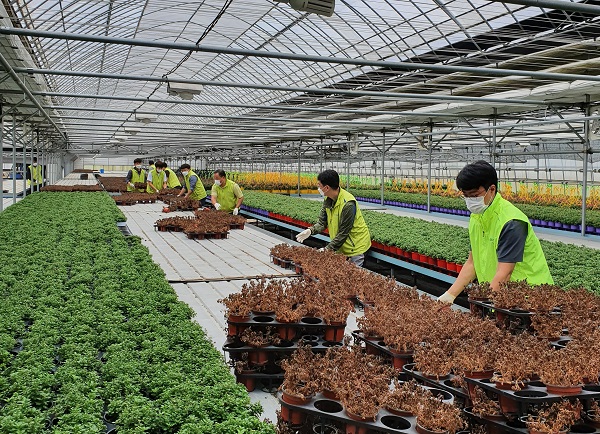 농협은행 리스크관리부문 임직원들이 경기도 동두천시 화훼농가를 찾아 일손돕기를 실시하고 있다. (사진=)