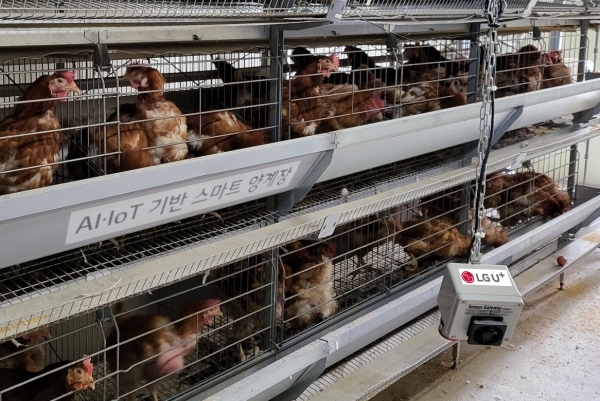 국립축산과학원 가금연구소 내 스마트 양계 통합관제시스템 테스트베드에서 육계와 산란계를 사육하는 모습. (사진=LG유플러스)