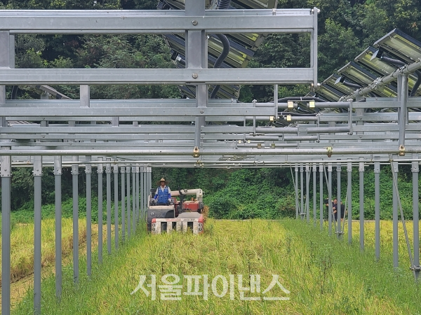 한 농민이 경남 함양군 영농형태양광 시설 아래에서 경작중인 벼를 추수하고 있다. (사진=박시형 기자)