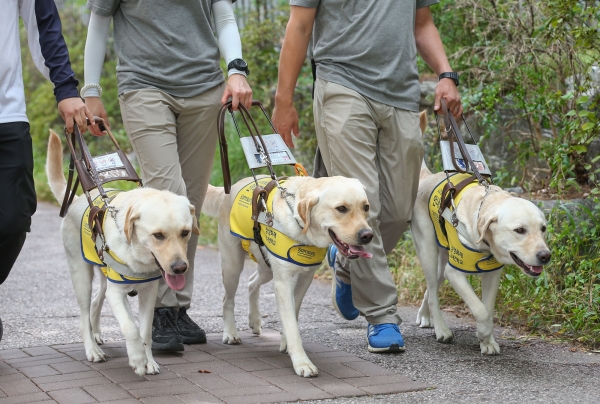 보행 연습 중인 훈련견. (사진=삼성전자)