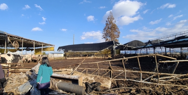 축산농가 대설피해농가 재난복구비 지급(사진=안성시)