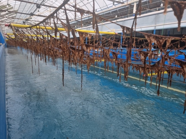 (사진=대상그룹)