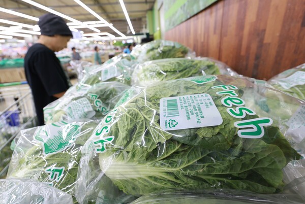 서울 서초구 하나로마트 양재점을 찾은 시민이 배추를 살피는 모습. (사진=연합뉴스)