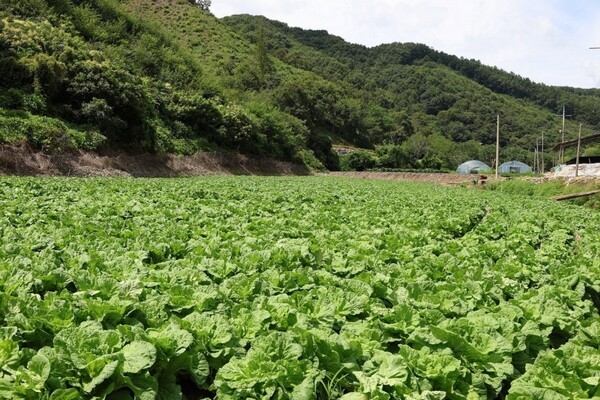 충북 괴산군에 위치한 CJ제일제당 '그린로즈' 시범 재배지 전경. (사진=CJ제일제당)