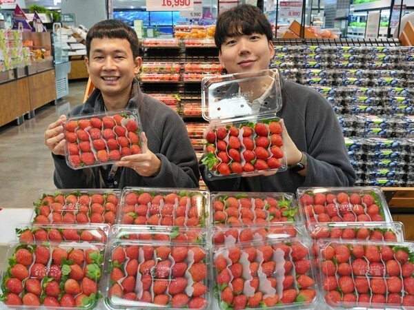 롯데마트가 '무(無)라벨 설향 딸기'(500g)를 선보인다. (사진=롯데마트)